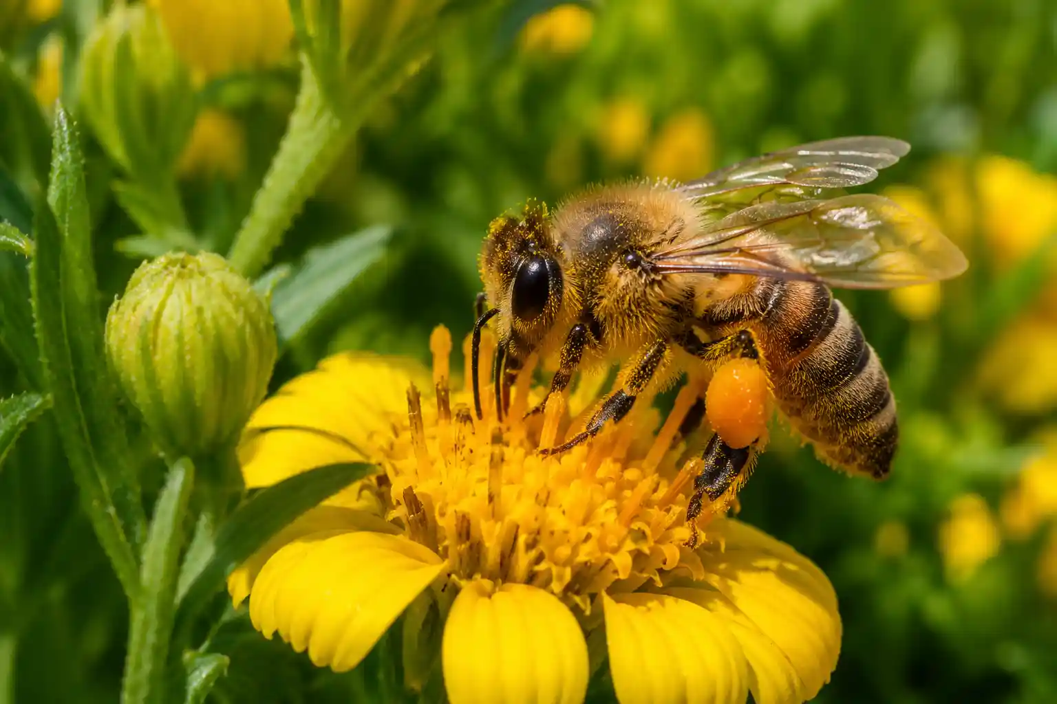 Honeybee collecting pollen from a bright yellow flower