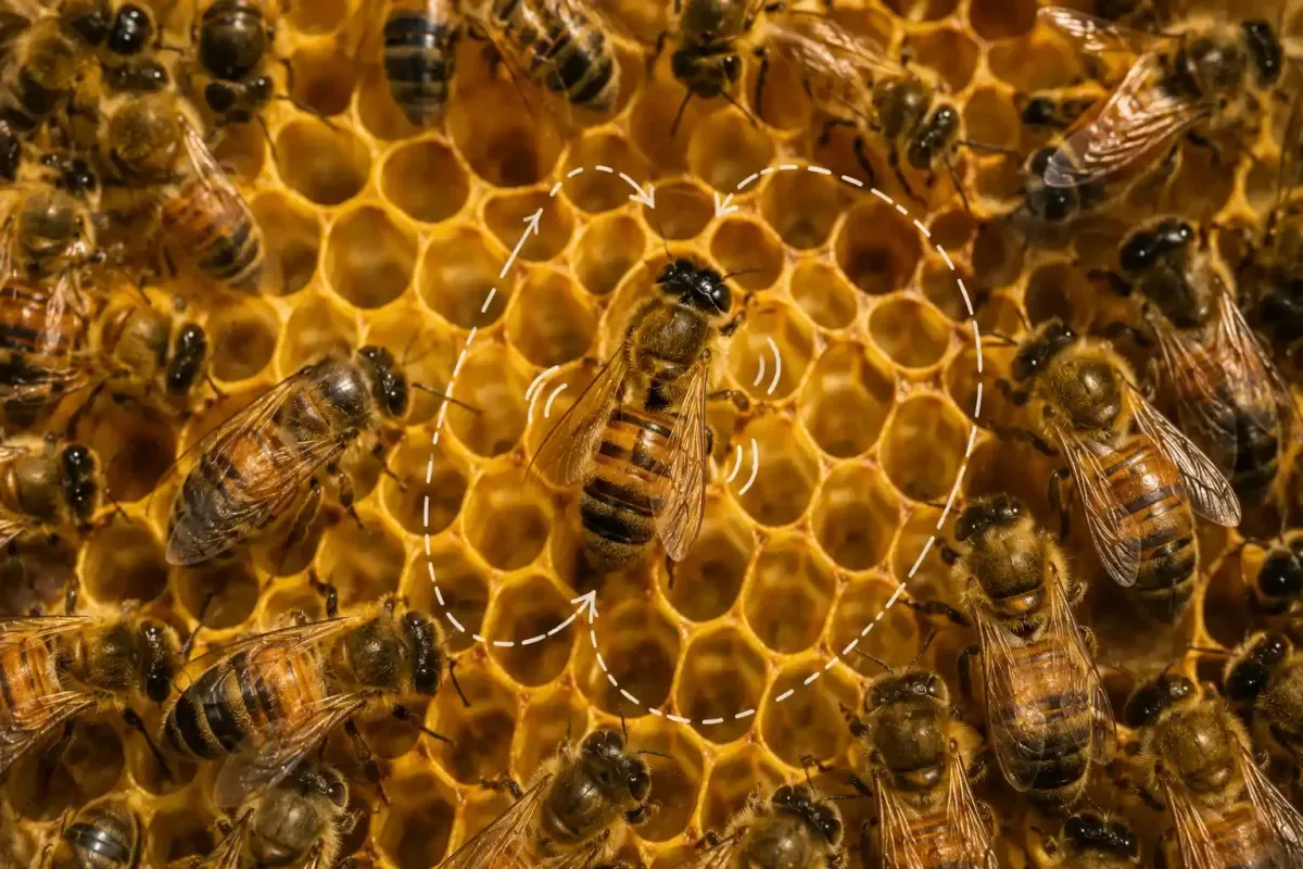 Honeybees communicating through movement inside a hive