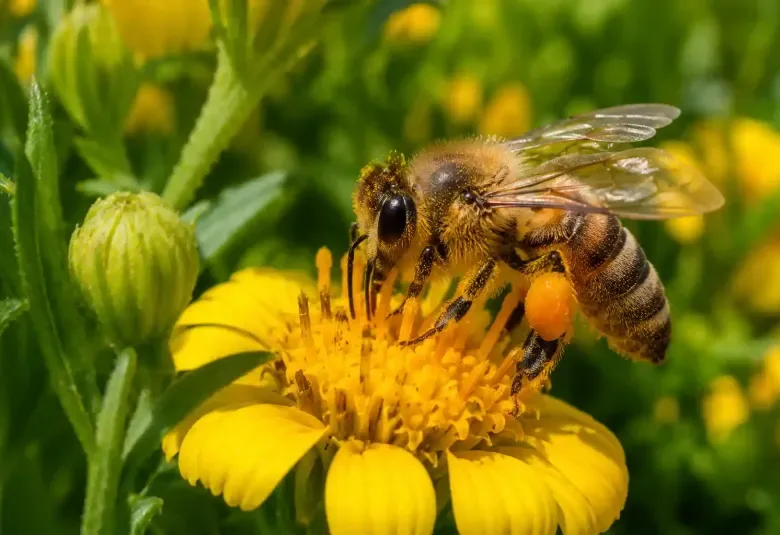 Honeybee collecting pollen from a bright yellow flower