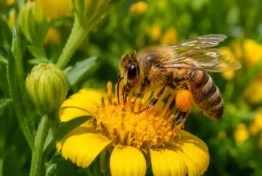 Honeybee collecting pollen from a bright yellow flower