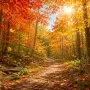 Bright autumn forest filled with red orange and yellow leaves