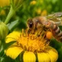 Honeybee collecting pollen from a bright yellow flower
